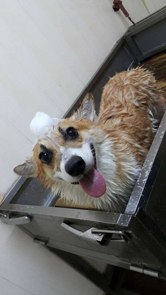 bestie chu cho corgi Momo