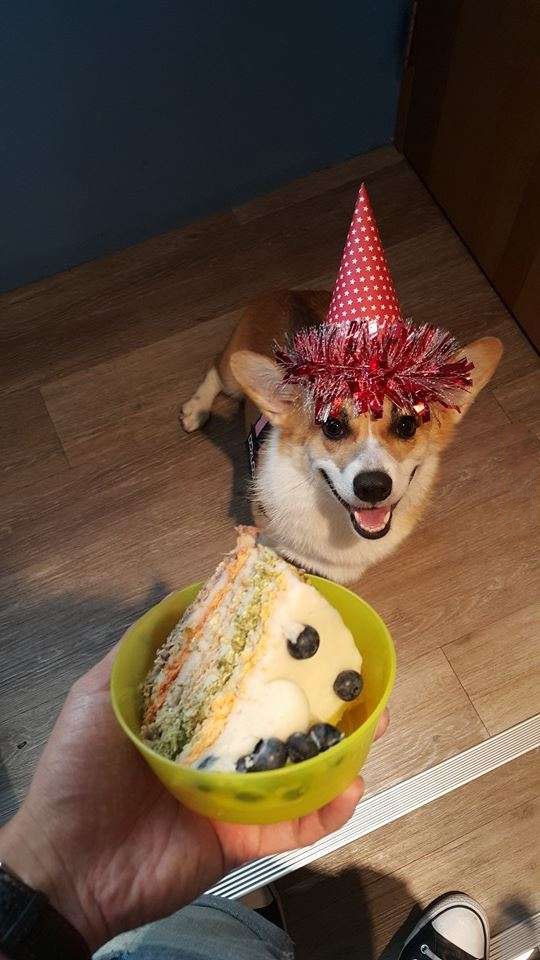 bestie chu cho corgi Momo