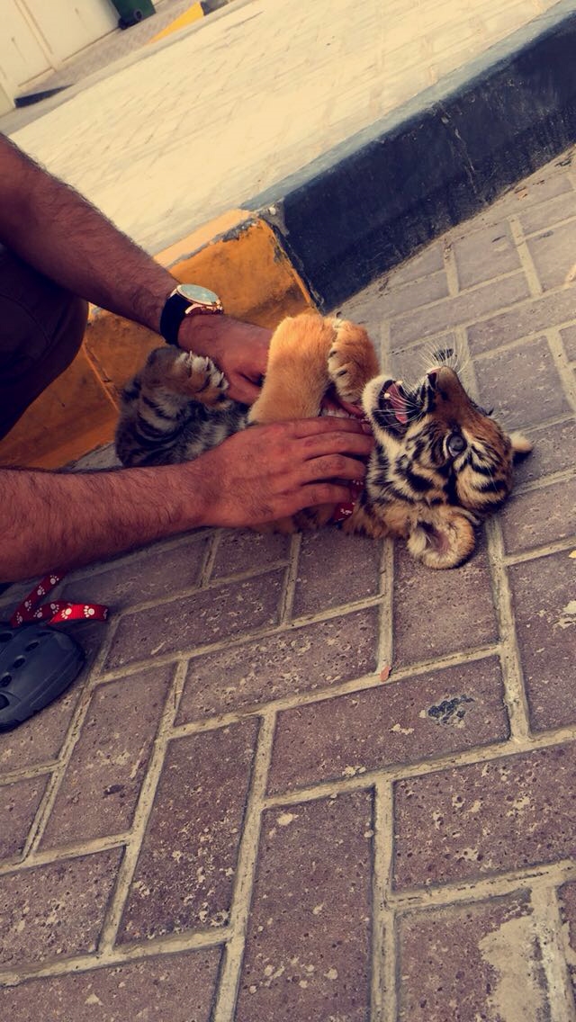 bestie dubai
