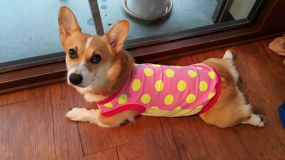 bestie chu cho corgi Momo