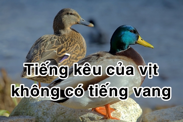 bestie bi mat dong vat