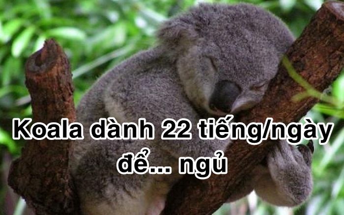 bestie bi mat dong vat