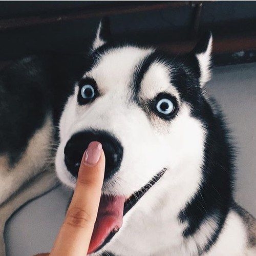 bestie dau hoi