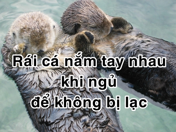 bestie bi mat dong vat