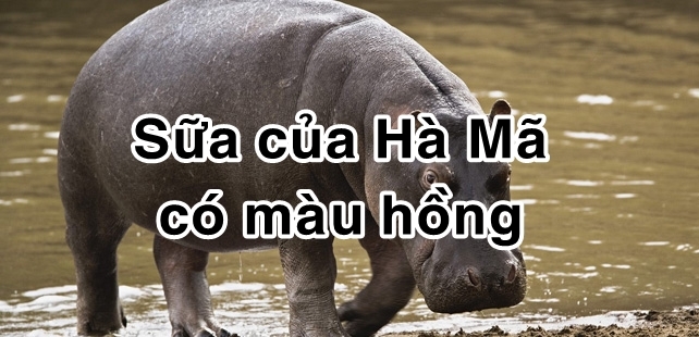 bestie bi mat dong vat