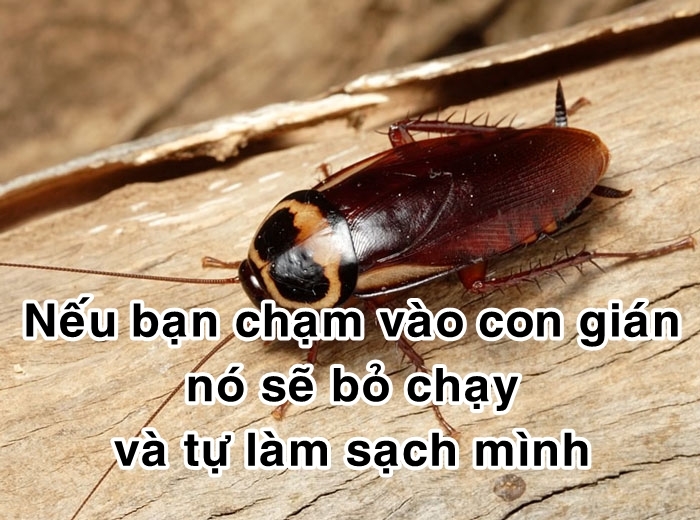 bestie bi mat dong vat