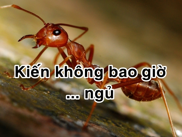 bestie bi mat dong vat