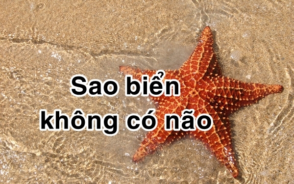 bestie bi mat dong vat