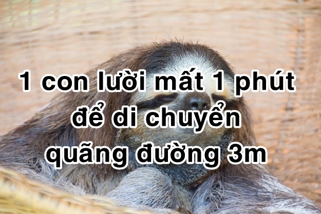 bestie bi mat dong vat