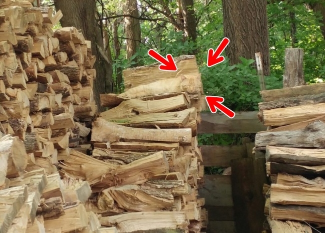 Đố bạn chỉ dùng 5 giây để tìm ra những con vật đang ẩn mình trong bức ảnh sau