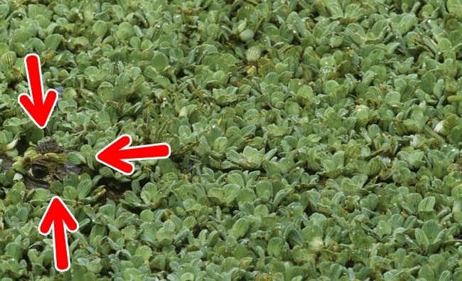 Đố bạn chỉ dùng 5 giây để tìm ra những con vật đang ẩn mình trong bức ảnh sau