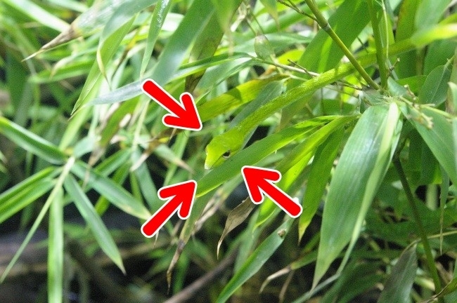 Đố bạn chỉ dùng 5 giây để tìm ra những con vật đang ẩn mình trong bức ảnh sau