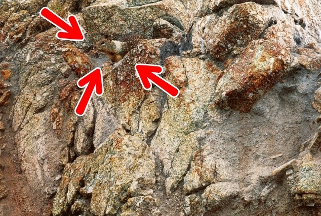 Đố bạn chỉ dùng 5 giây để tìm ra những con vật đang ẩn mình trong bức ảnh sau