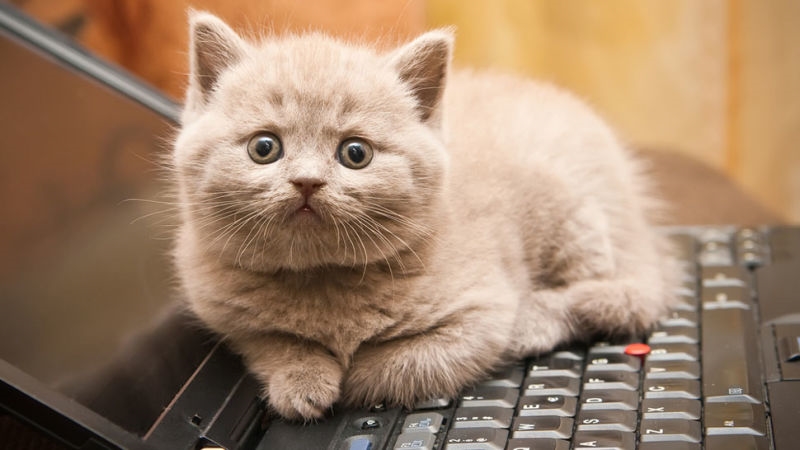 bestie cach bao quan laptop