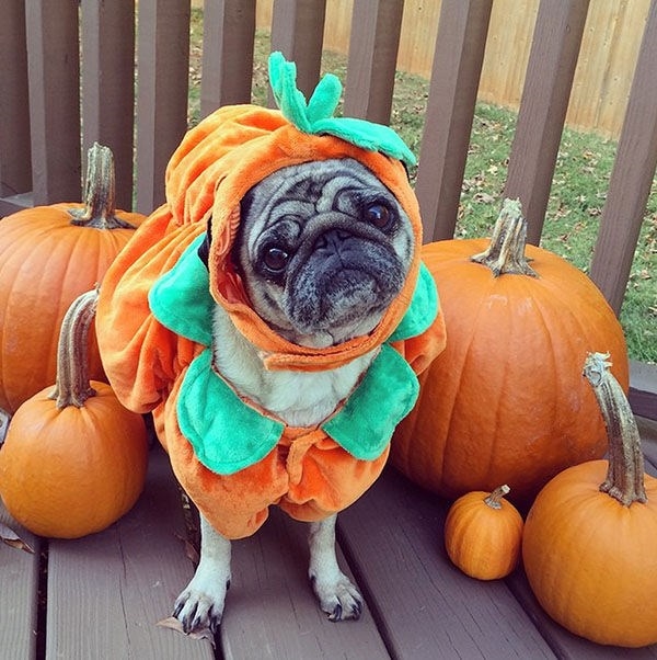 bestie le hoi halloween