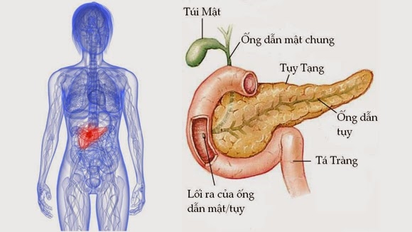 bestie ung thu tuyen tuy