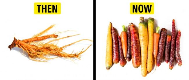 Trước khi được bàn tay con người lai tạo, các loại cây trồng đã có hình dạng thế nào?