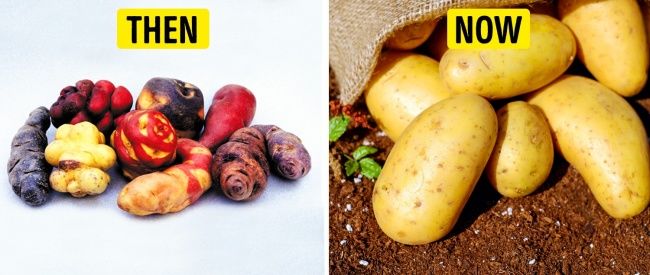 Trước khi được bàn tay con người lai tạo, các loại cây trồng đã có hình dạng thế nào?