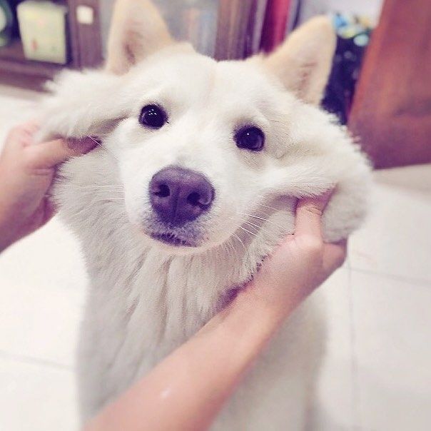 bestie beo ma thu cung