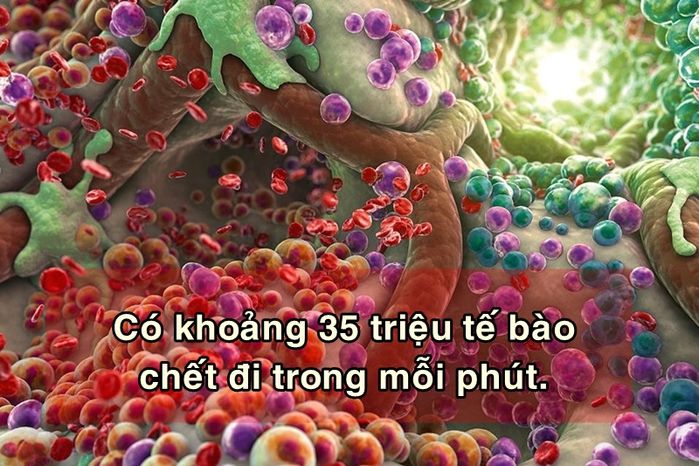 bestie su that rung minh ve cai chet