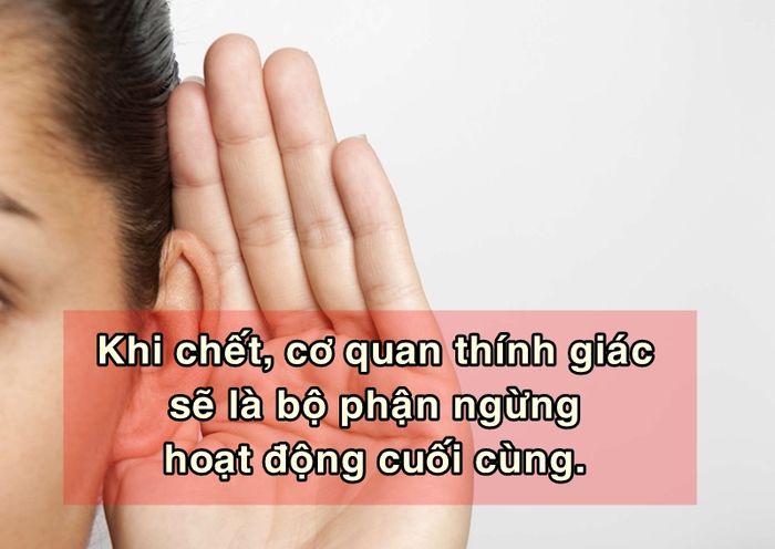 bestie su that rung minh ve cai chet