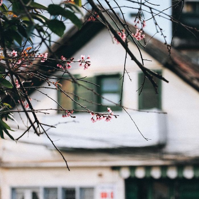 Ôm đồ lên Đà Lạt ngắm hoa mai anh đào nở rộ đẹp như truyện tranh