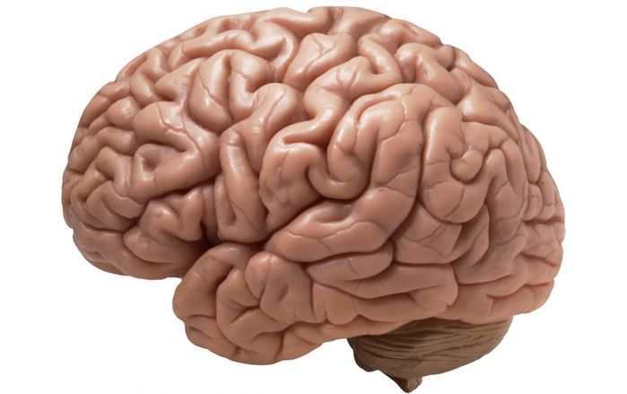 Những điều thú vị về bộ não con người mà có thể bạn chưa biết