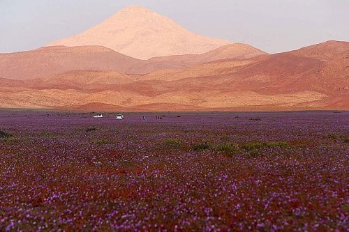 bestie hoang mạc Atacama