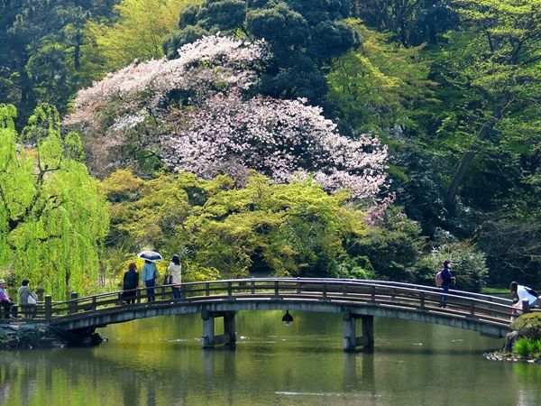 Ở đâu ngắm hoa anh đào đẹp khi đến Nhật?