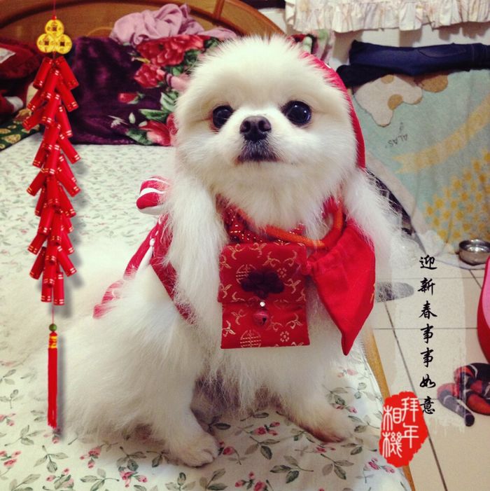 bestie nam cho li giai chuyen cho den nha thi sang