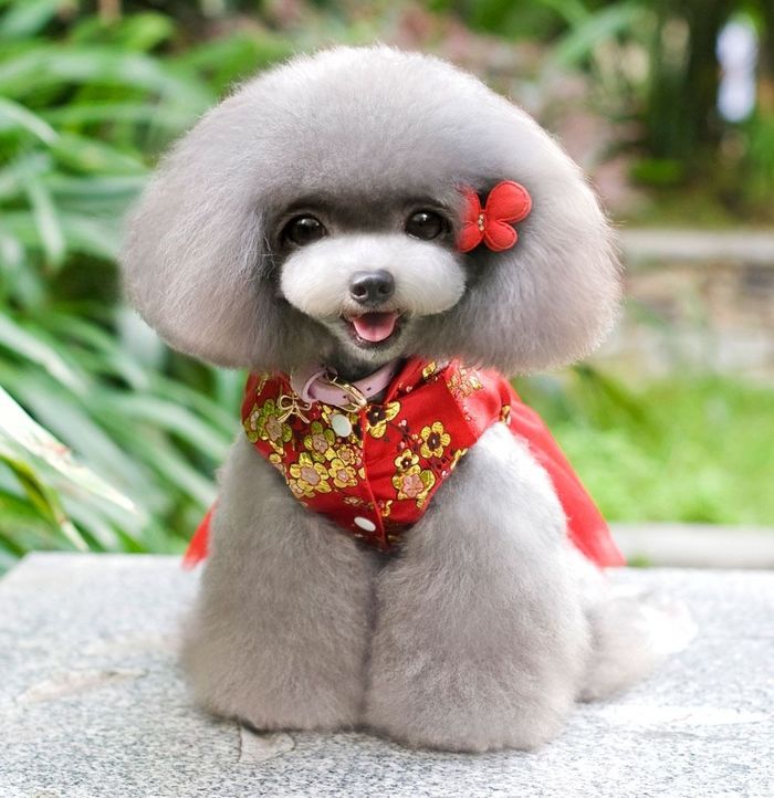 bestie nam cho li giai chuyen cho den nha thi sang
