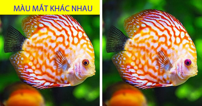 bestie tim diem khac nhau giua cac anh