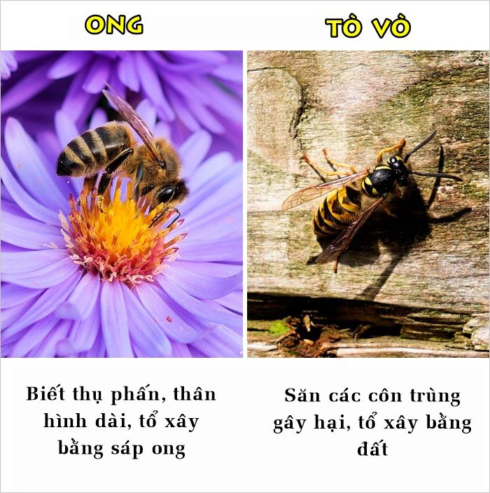bestie nhung su that ma nhieu nguoi van hay nham lan