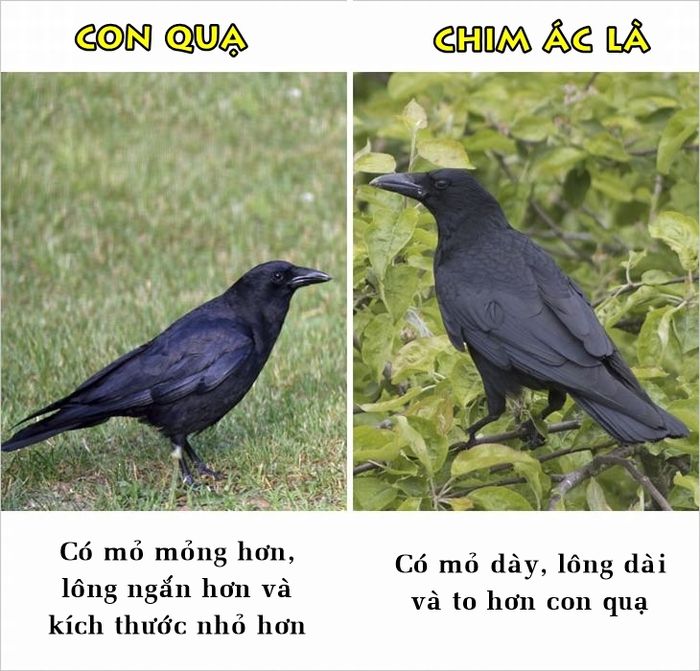 bestie nhung su that ma nhieu nguoi van hay nham lan