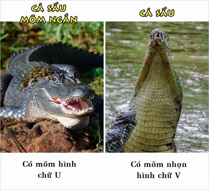 bestie nhung su that ma nhieu nguoi van hay nham lan