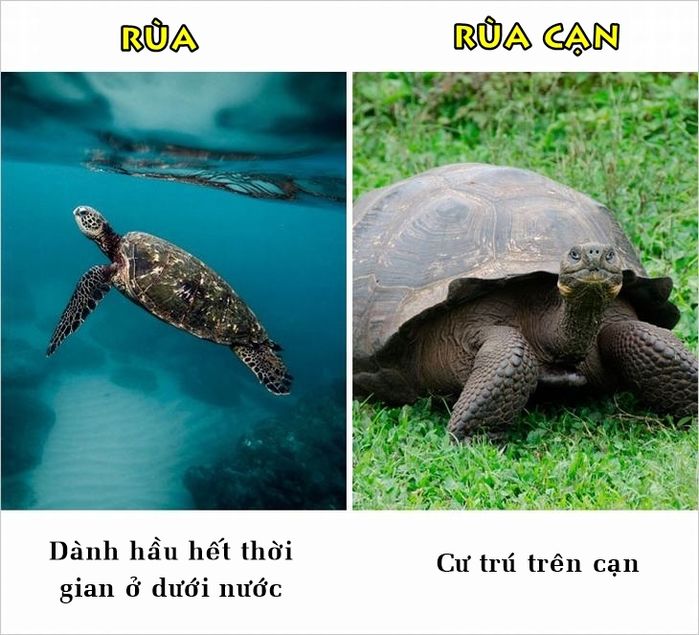 bestie nhung su that ma nhieu nguoi van hay nham lan