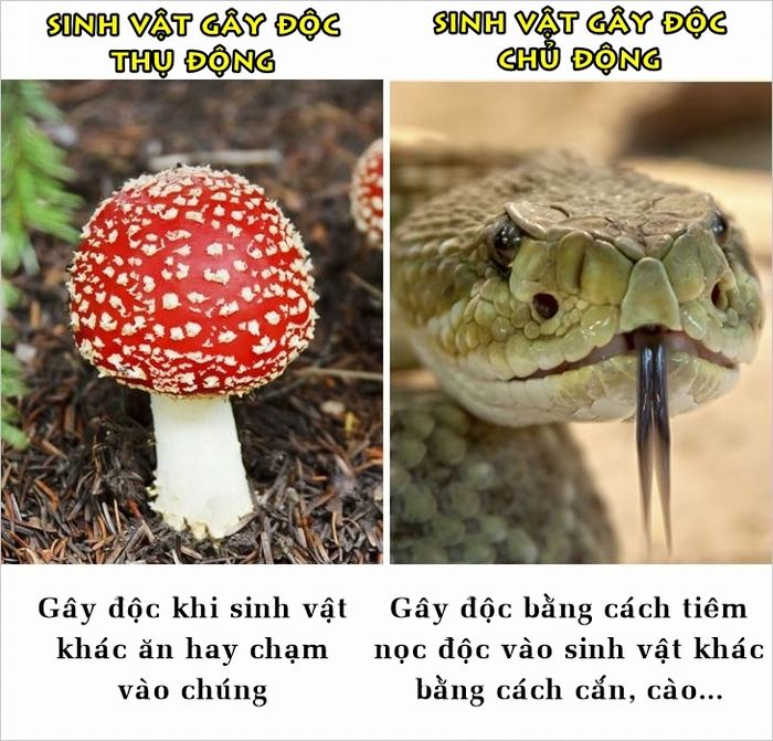 bestie nhung su that ma nhieu nguoi van hay nham lan
