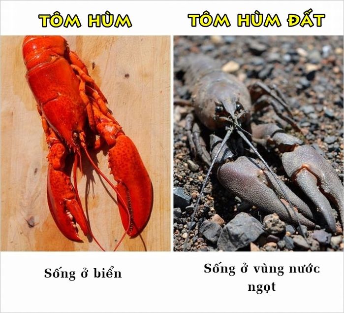 bestie nhung su that ma nhieu nguoi van hay nham lan