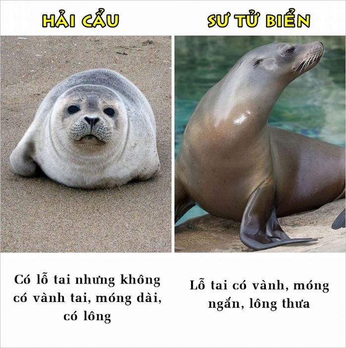 bestie nhung su that ma nhieu nguoi van hay nham lan