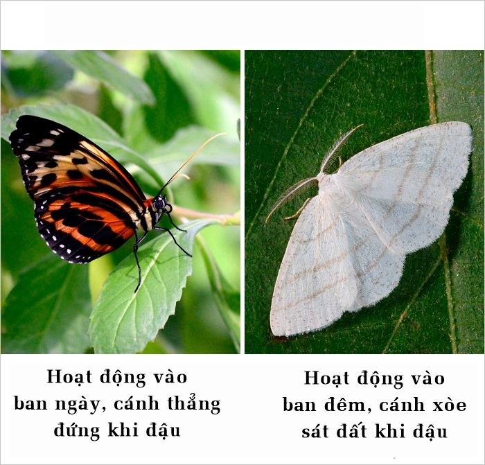 bestie nhung su that ma nhieu nguoi van hay nham lan