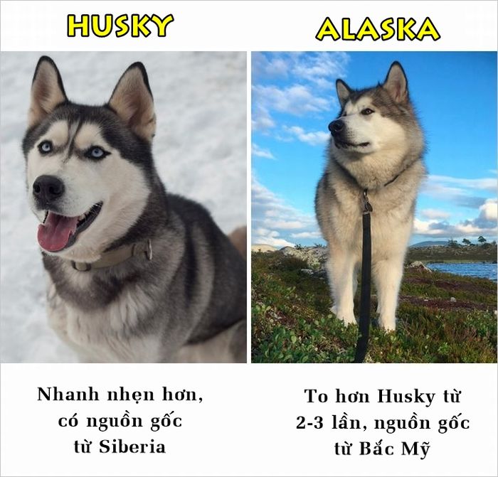 bestie nhung su that ma nhieu nguoi van hay nham lan