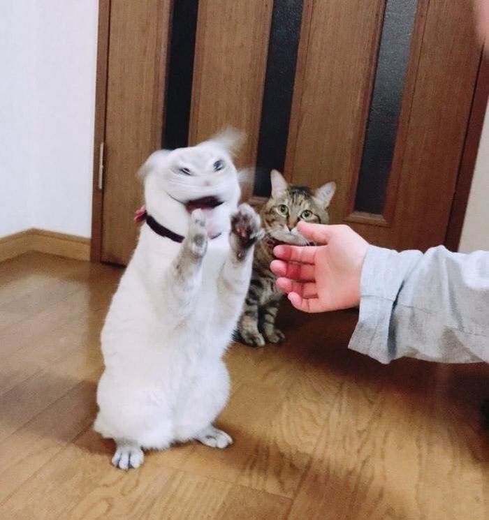 27 khoảnh khắc chụp ngẫu nhiên mà ngỡ như có bàn tay ai đó sắp đặt