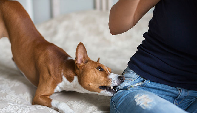 Cần phải làm gì khi bị chó dữ bất ngờ tấn công?