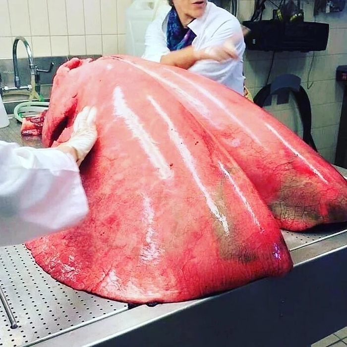 17 bức ảnh kỳ thú chắc chắn bạn chưa từng nhìn thấy bao giờ
