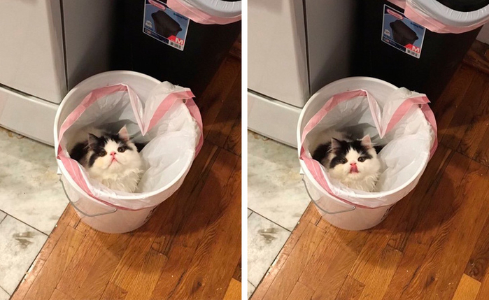 Bộ ảnh các bé động vật đáng yêu đến mức làm tim bạn cũng tan chảy