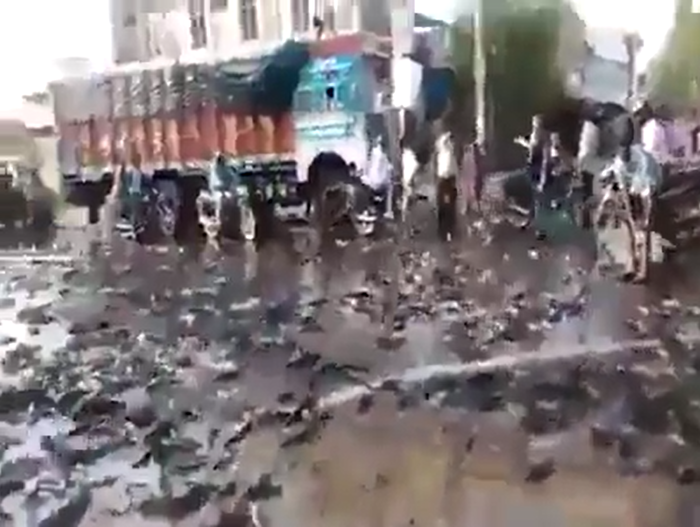 Mưa cá tươi từ trên trời rơi xuống và lời giải từ các nhà khoa học