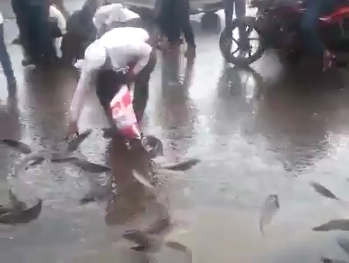 Mưa cá tươi từ trên trời rơi xuống và lời giải từ các nhà khoa học