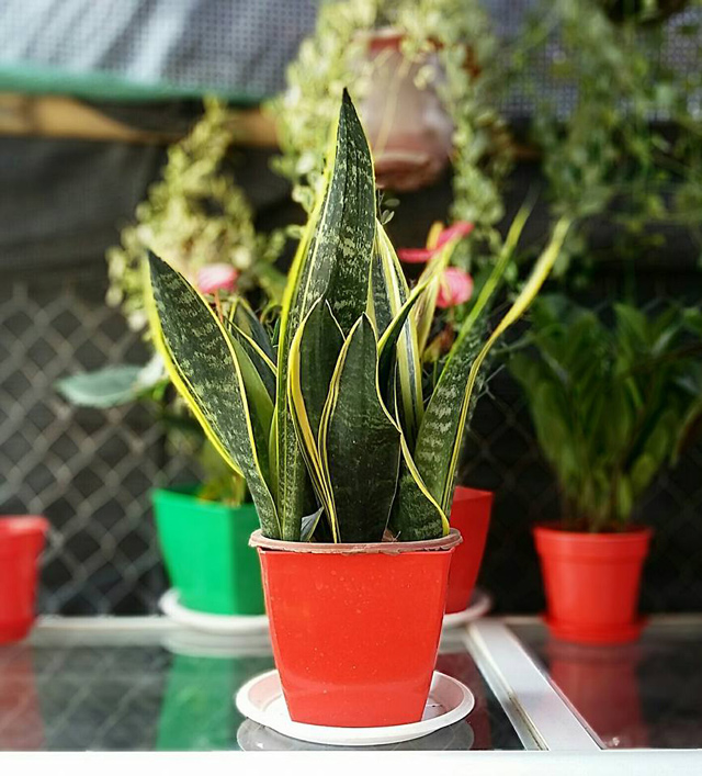 Muốn tránh xa xui xẻo trong nhà phải có một trong những loại cây này