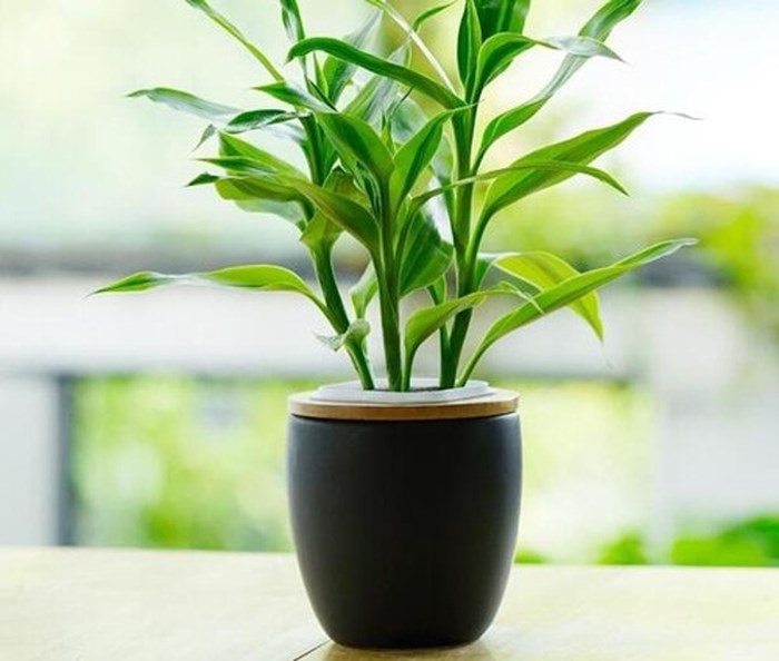 Muốn tránh xa xui xẻo trong nhà phải có một trong những loại cây này