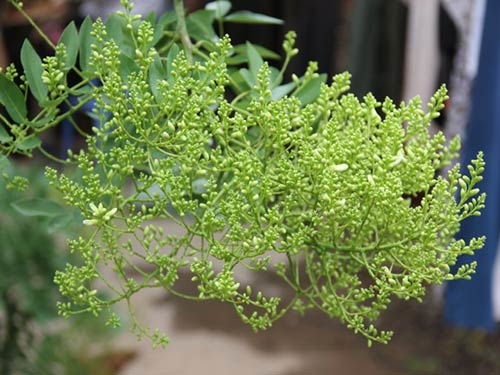 Muốn tránh xa xui xẻo trong nhà phải có một trong những loại cây này
